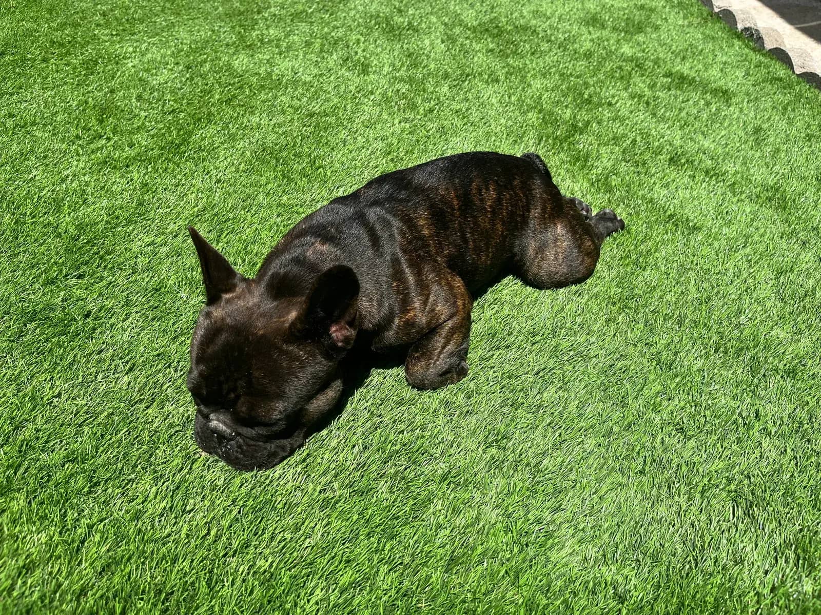 French bulldog resting on bright green turf