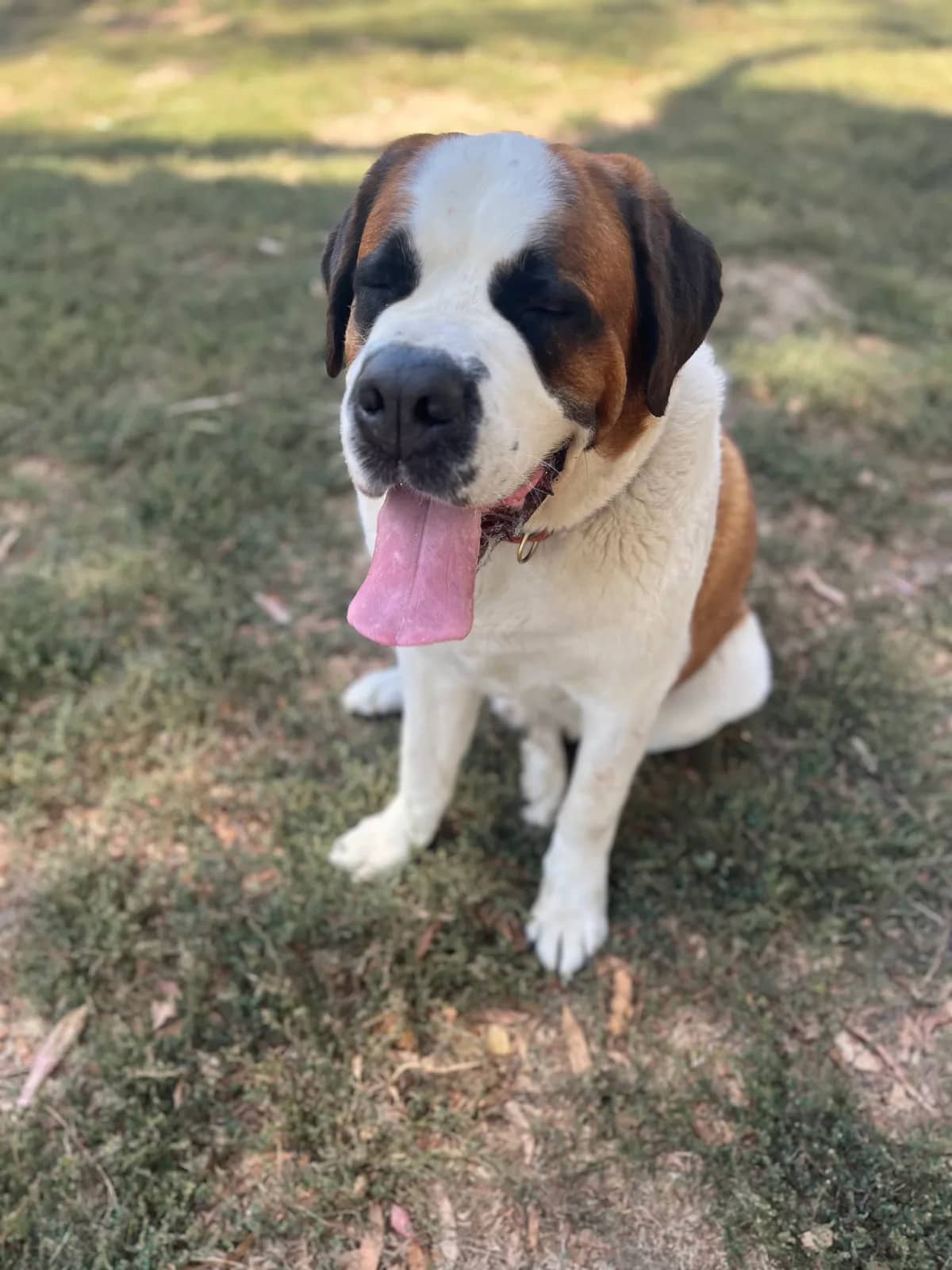 Happy Saint Bernard sitting in a shaded park
