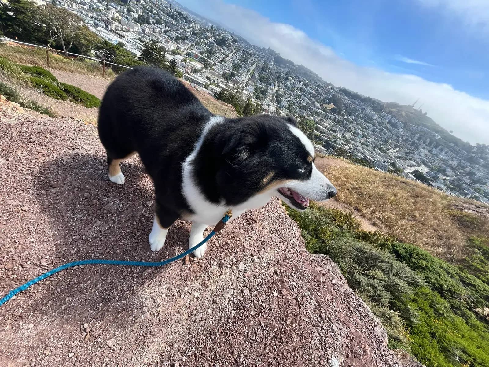 Black and white dog on a hill trail overlooking San Francisco