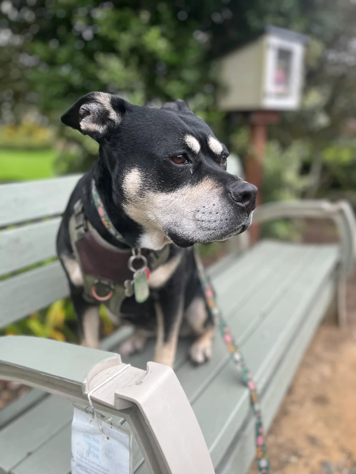 Black and tan dog sitting on a park bench