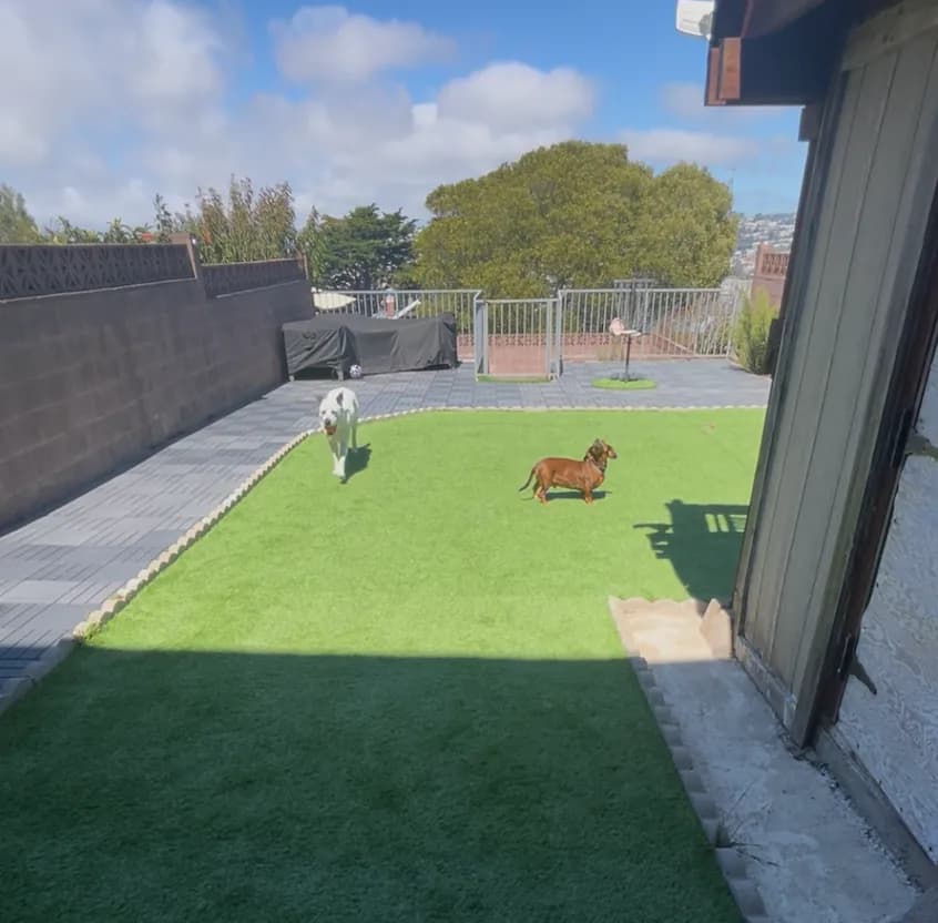 Two dogs exploring the sunny fenced turf yard
