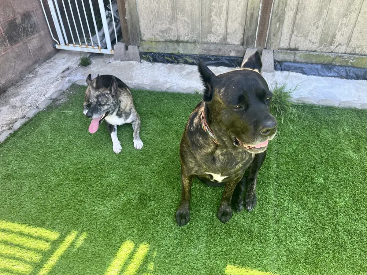Large black dog and brindle cattle mix sitting together on green turf