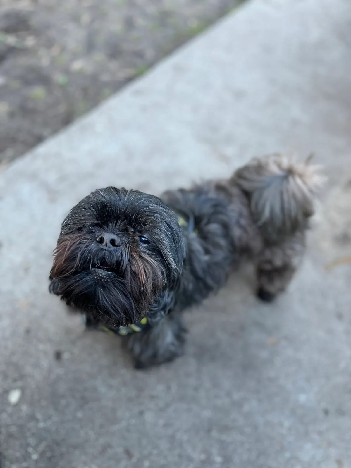 Small black dog looking up during a walk