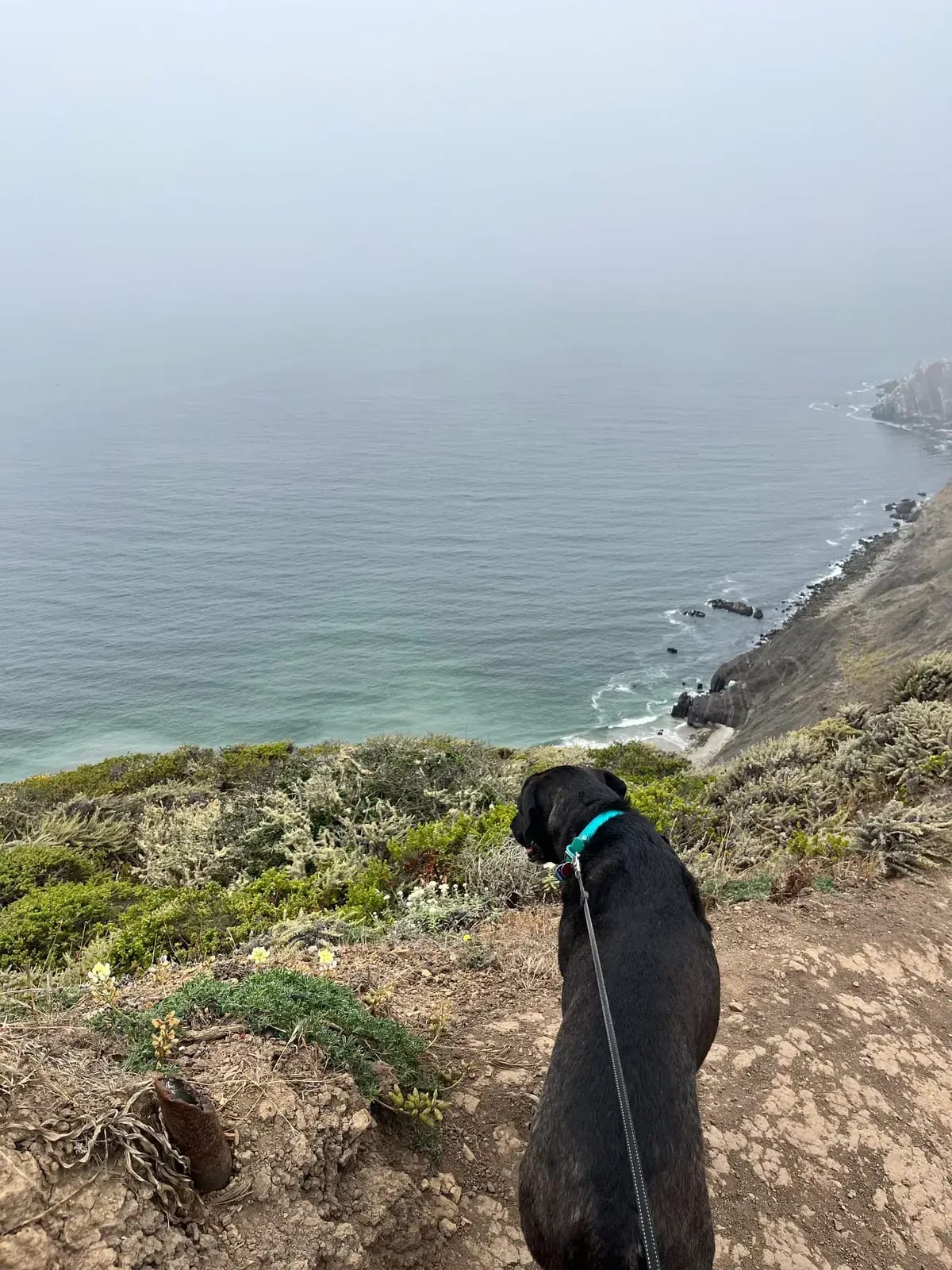 Black dog on a coastal trail overlooking the ocean