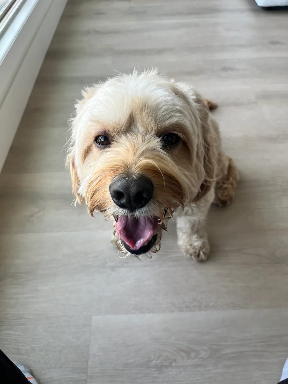 Cream-colored dog smiling indoors by a bright window