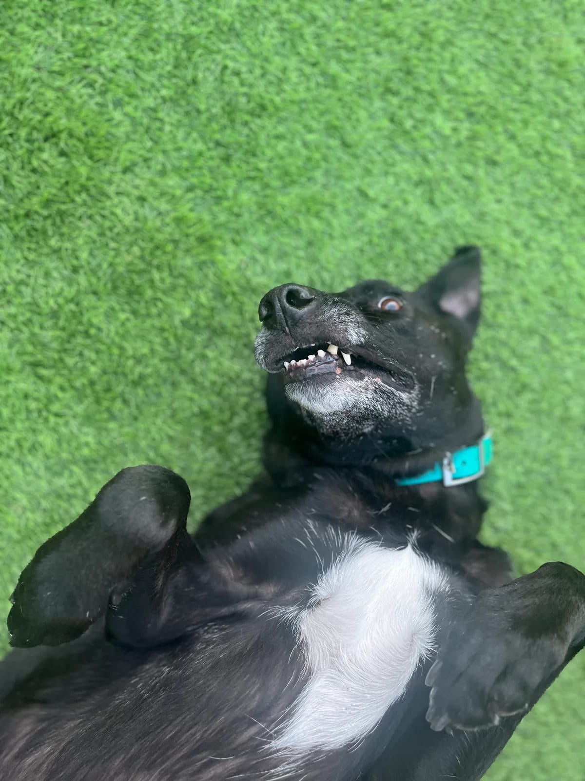 Playful black dog rolling on green turf