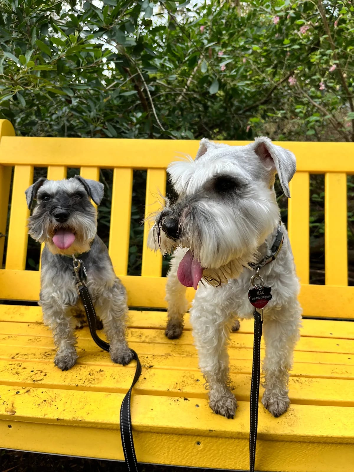 Two schnauzers sitting together on a bright yellow bench