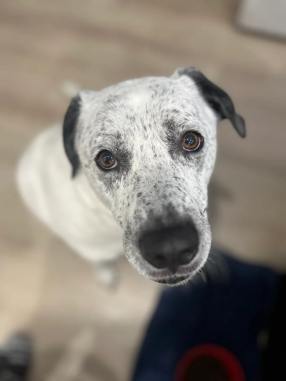 Close-up of a speckled white dog looking up indoors