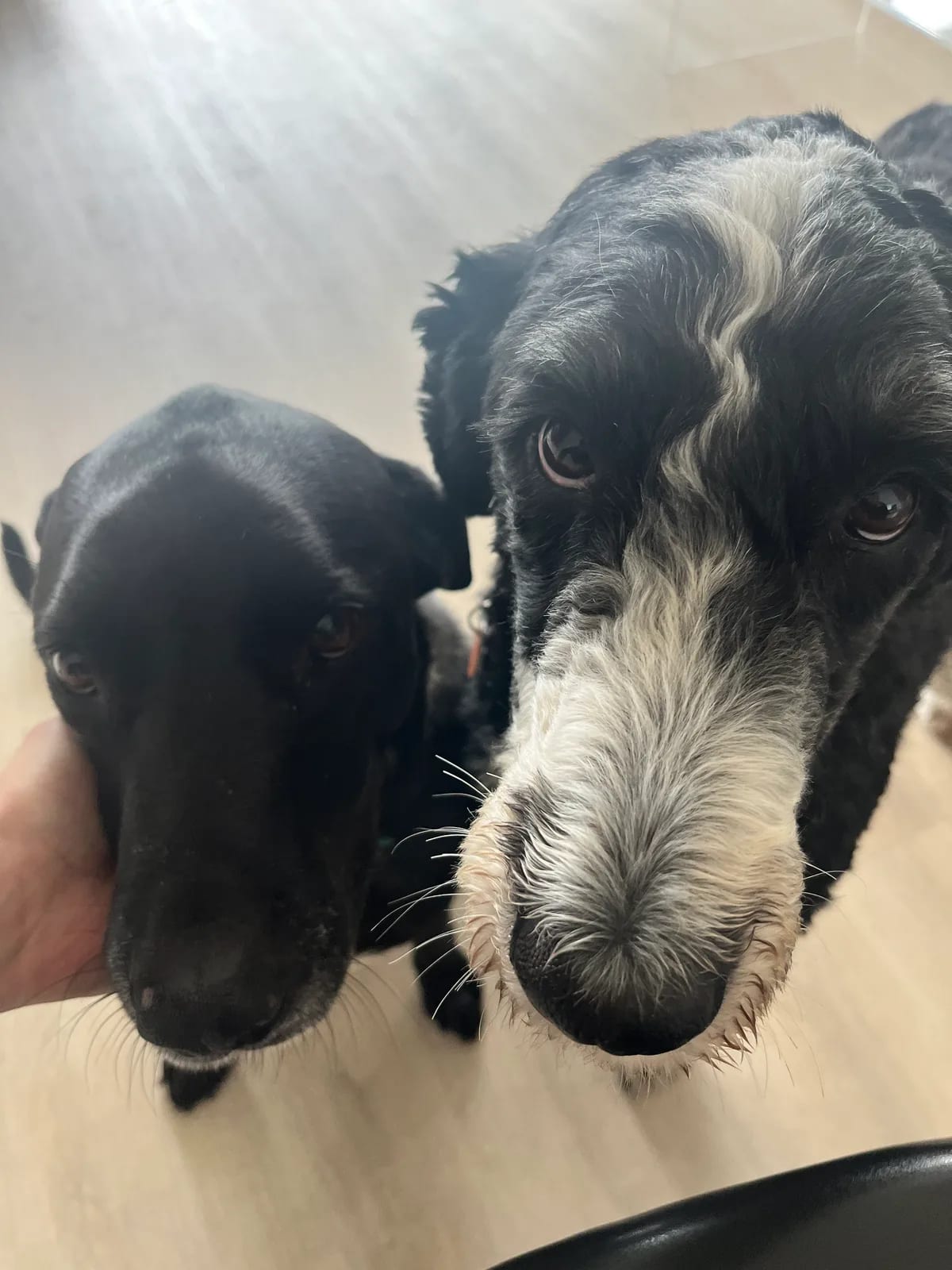 Two black and white dogs looking up indoors