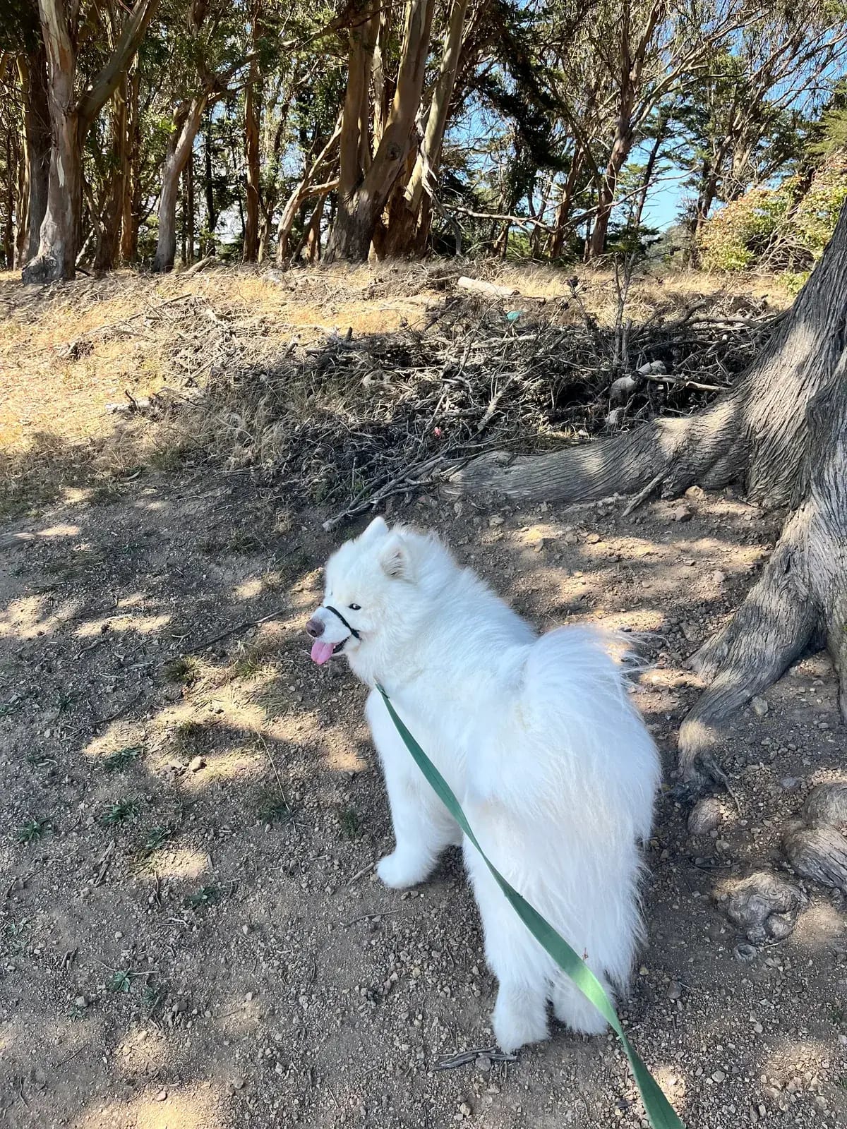 White fluffy dog pausing on a wooded trail