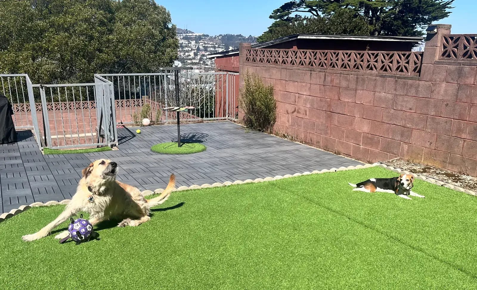 Two dogs relaxing and playing in the sunny turf yard