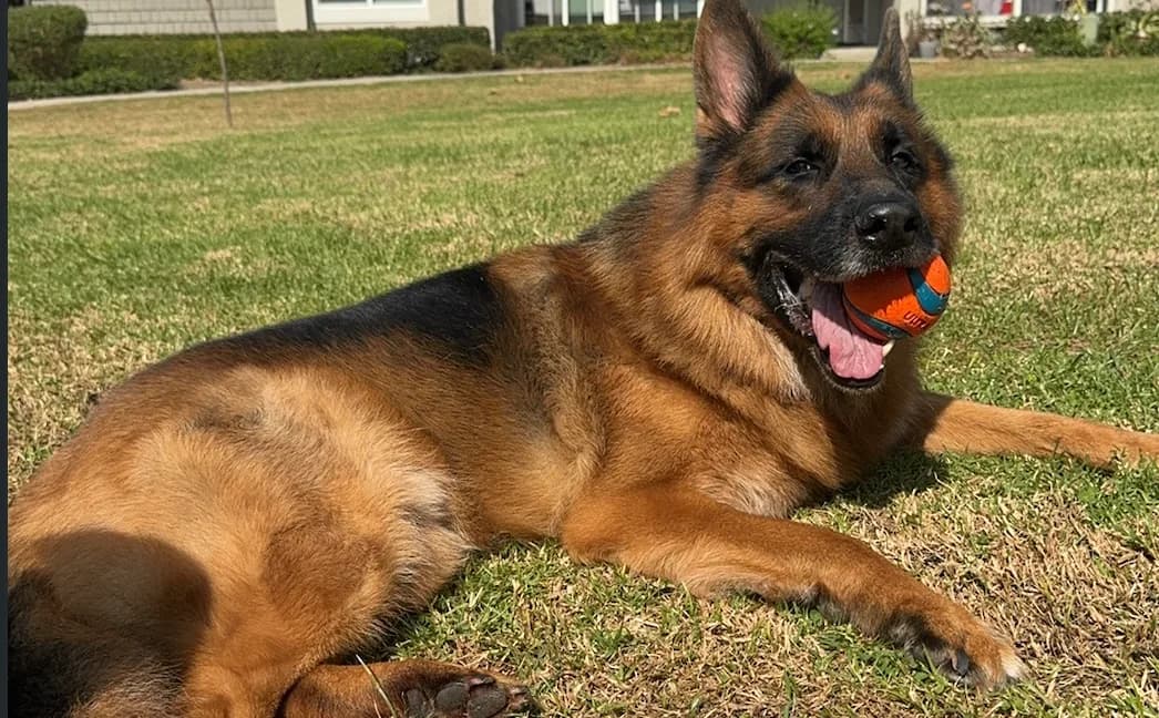 German Shepherd lying on the grass with an orange ball in its mouth