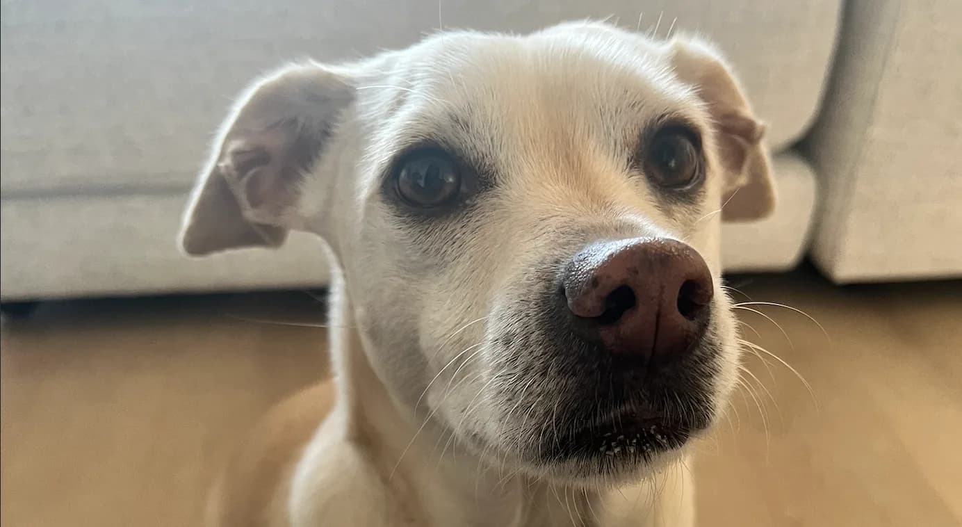 Close-up portrait of a cream-colored dog indoors with wide curious eyes