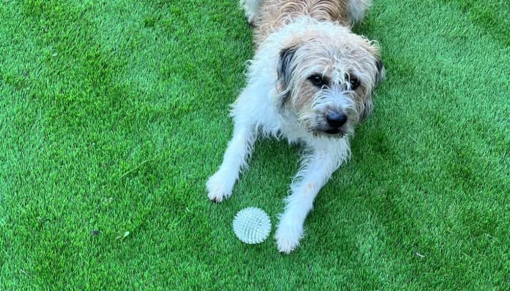 Scruffy tan and white dog lying on bright green grass with a spiky white ball