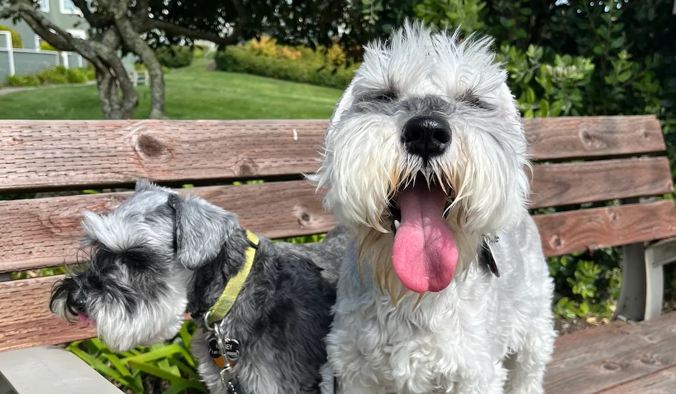 Two schnauzers sitting together on a park bench, one panting happily at the camera