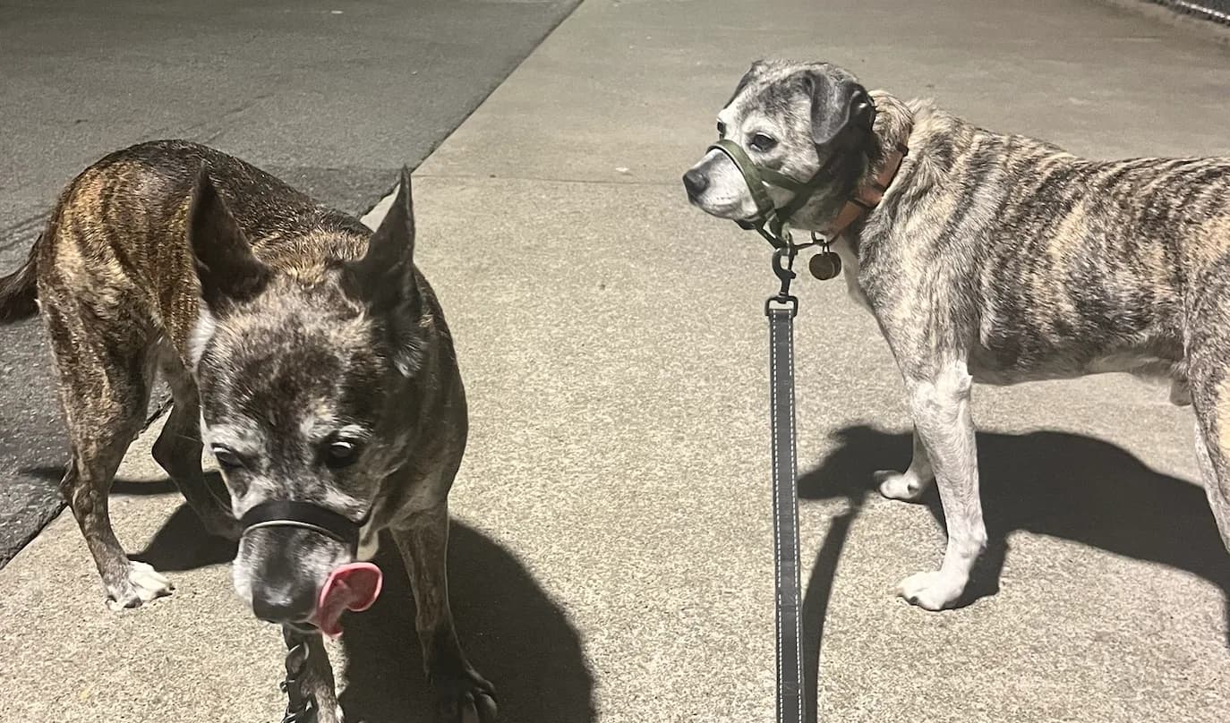 Two brindle senior dogs standing together on a nighttime sidewalk walk